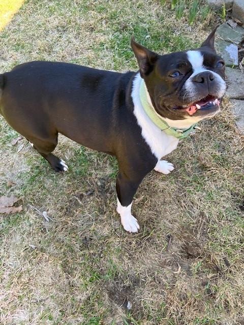 Enlarge Lucy, a ADOPTABLE Boston Terrier in Waukesha, WI image 2/6