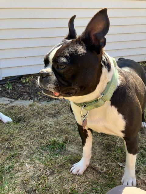 Enlarge Lucy, a ADOPTABLE Boston Terrier in Waukesha, WI image 4/6