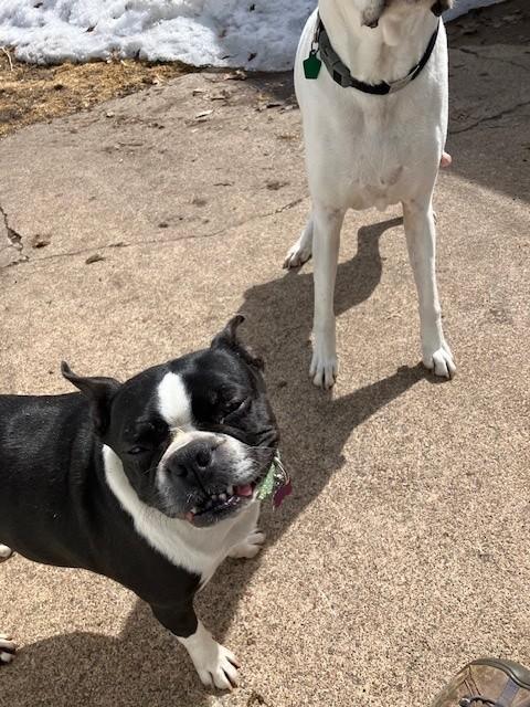 Enlarge Lucy, a ADOPTABLE Boston Terrier in Waukesha, WI image 6/6