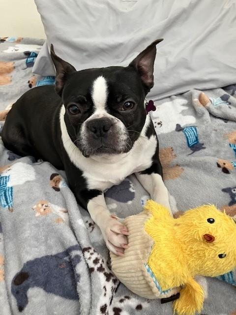 Lucy, ADOPTABLE, Adult Female Boston Terrier.