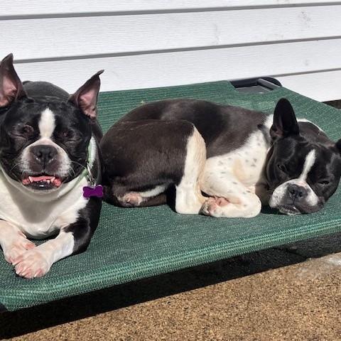 Enlarge Lucy, a ADOPTABLE Boston Terrier in Waukesha, WI image 5/6
