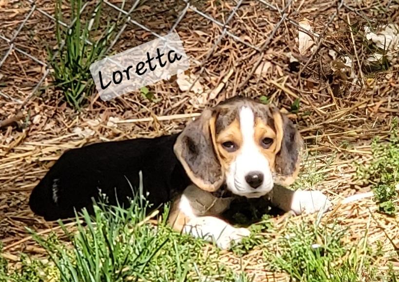 Loretta, adopted, Puppy Female Beagle.