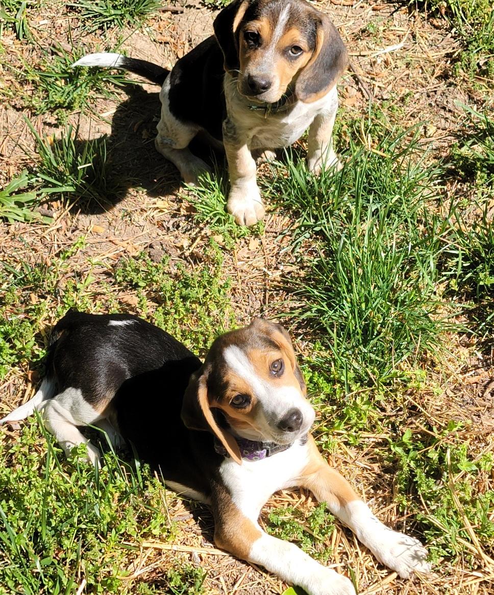 Loretta, an adopted Beagle in Prince Frederick, MD image 2/3