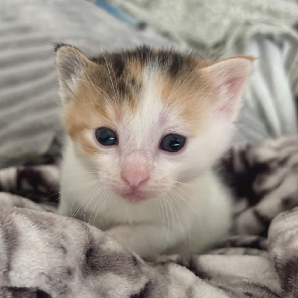 Delilah, Adoptable, Kitten Female Domestic Long Hair.