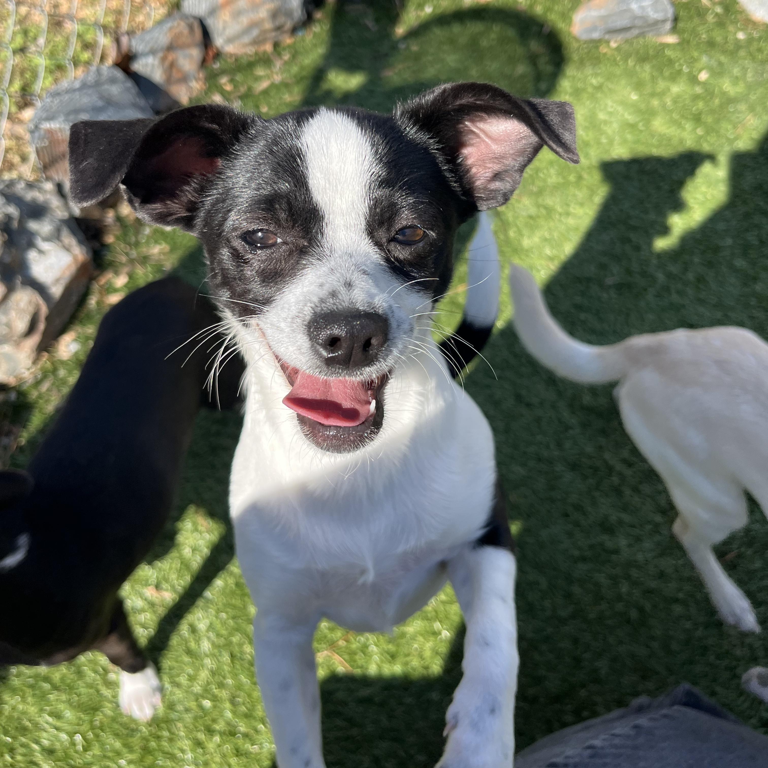Enlarge Mochi, an adopted mixed breed in Salisbury, NC image 3/6