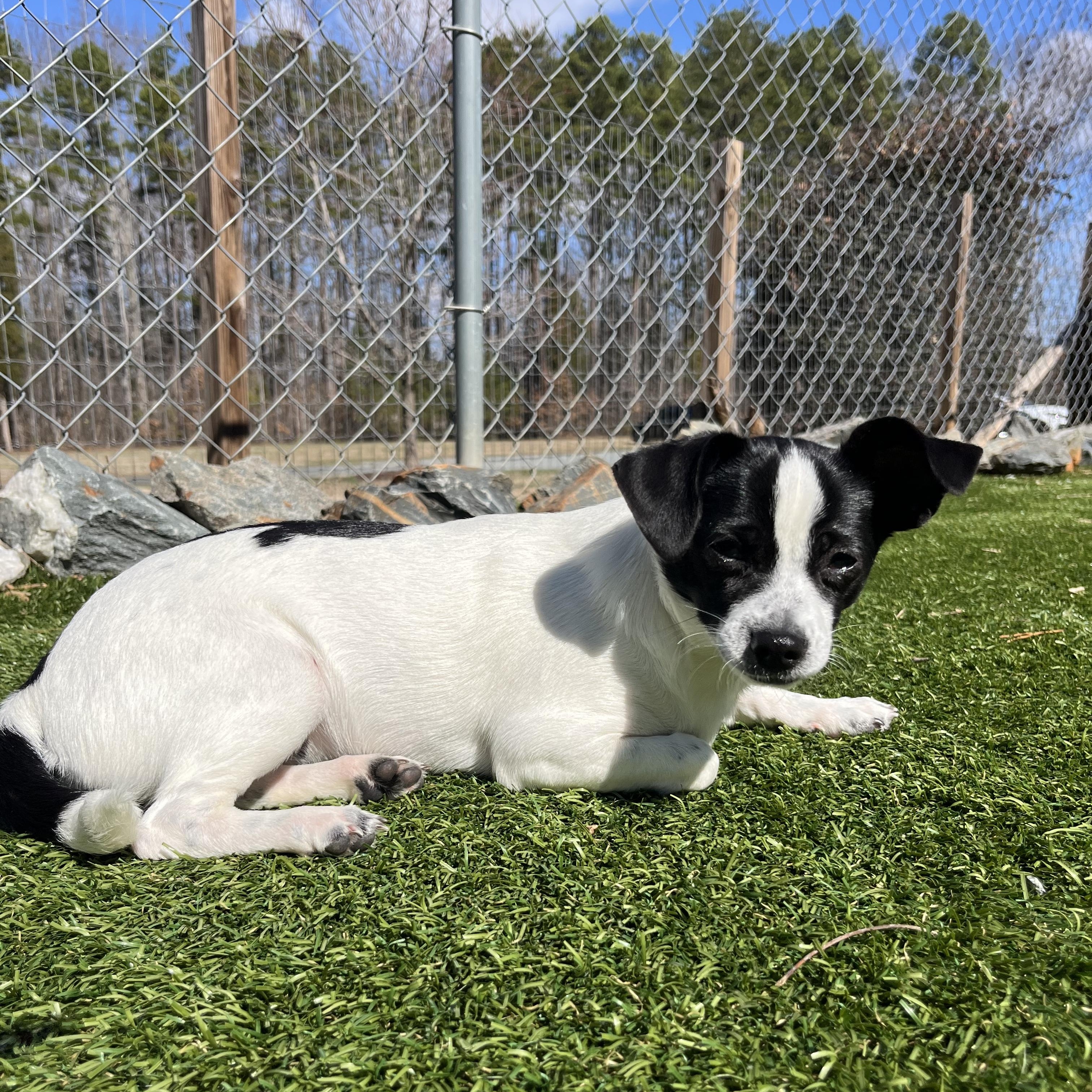 Enlarge Mochi, an adopted mixed breed in Salisbury, NC image 2/6