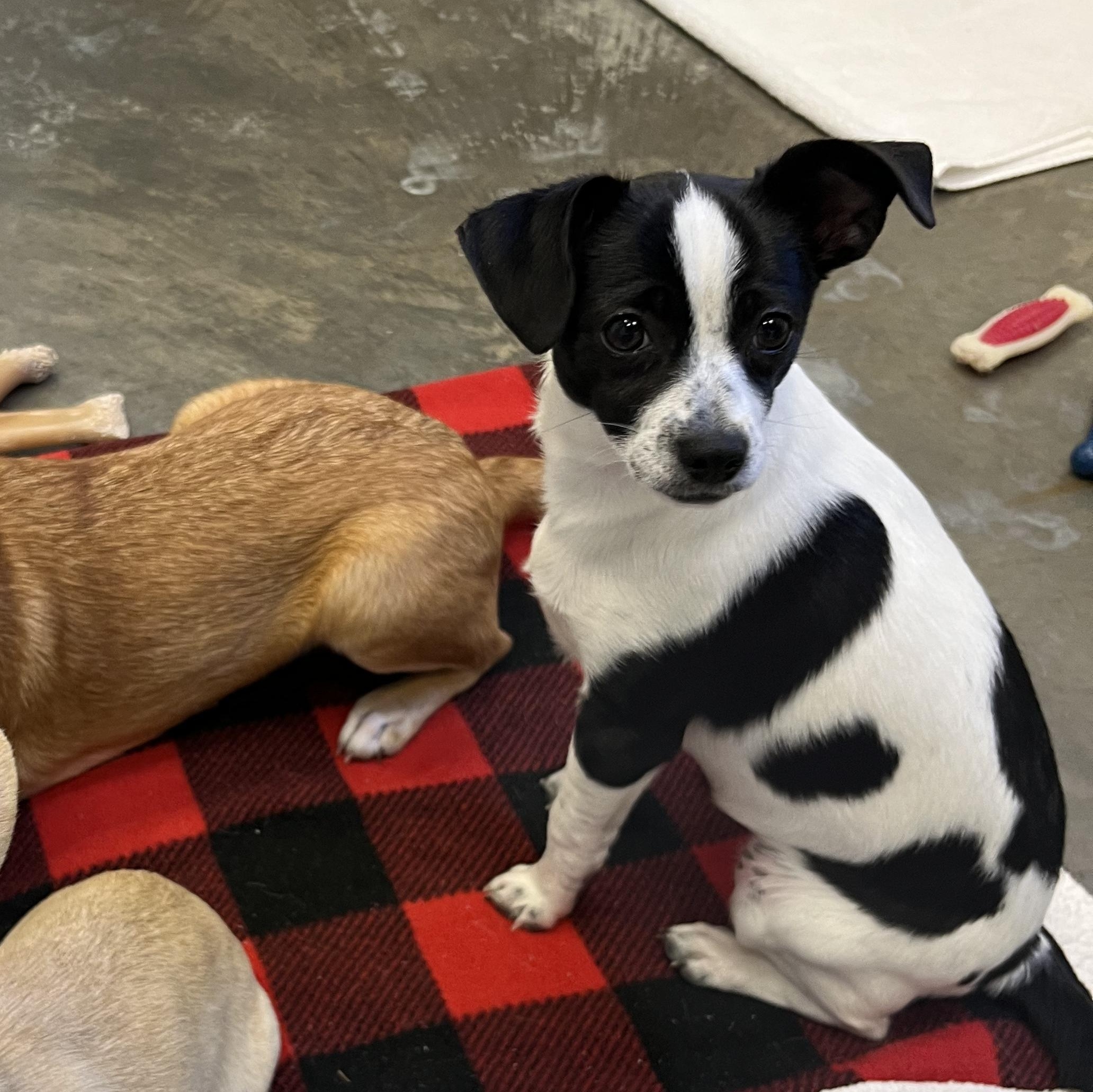 Enlarge Mochi, an adopted mixed breed in Salisbury, NC image 5/6