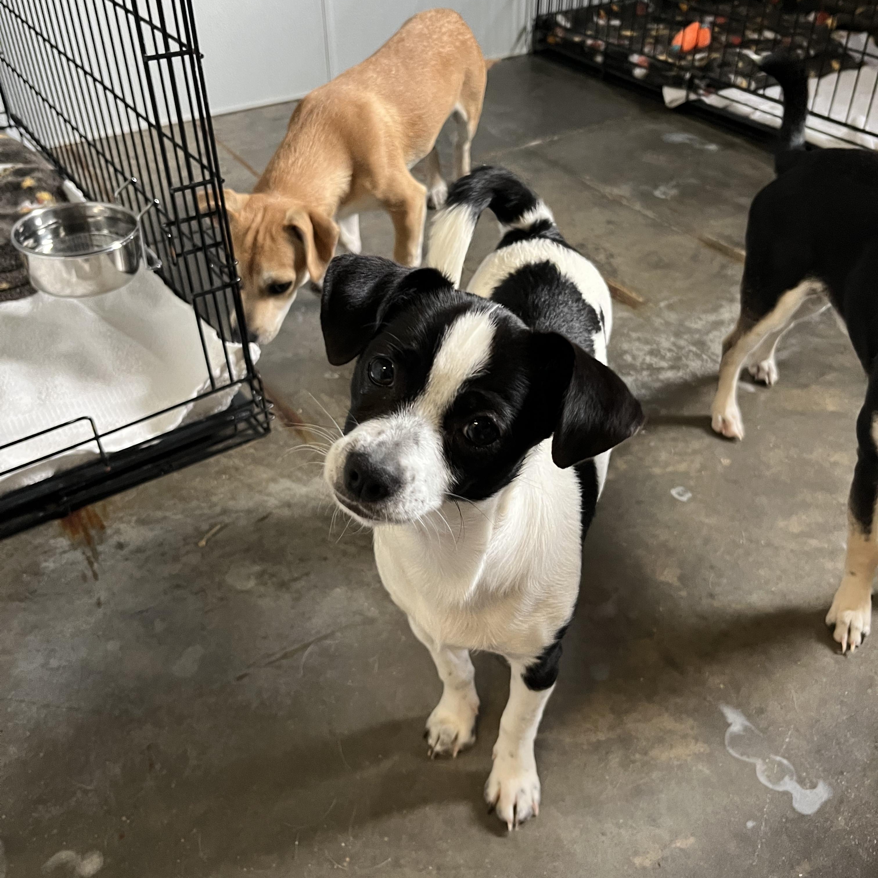 Enlarge Mochi, an adopted mixed breed in Salisbury, NC image 1/6