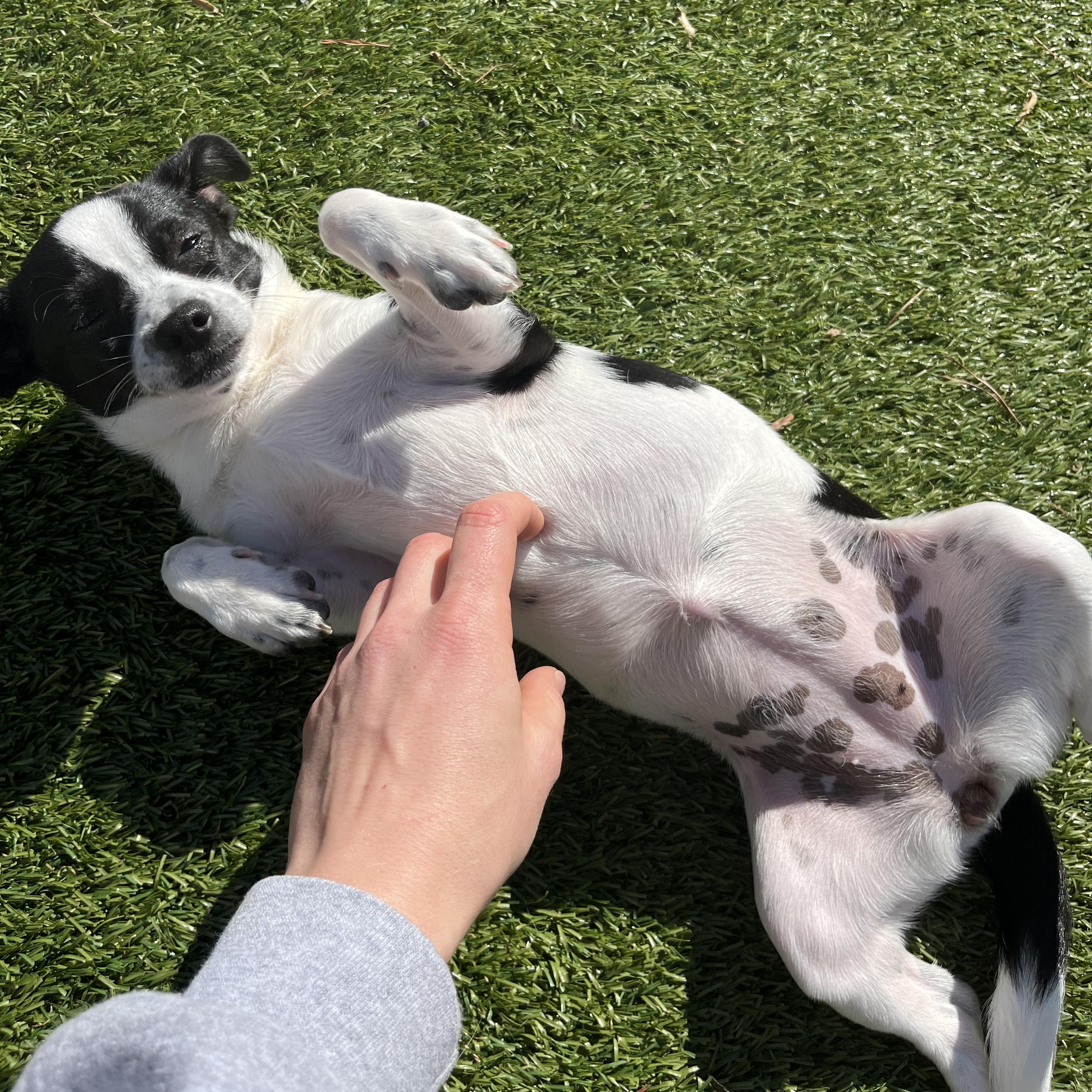 Enlarge Mochi, an adopted mixed breed in Salisbury, NC image 4/6