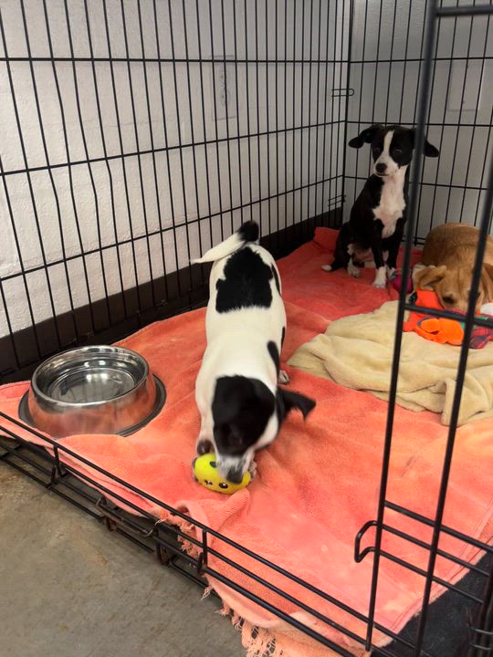 Enlarge Mochi, an adopted mixed breed in Salisbury, NC video 6/6