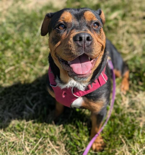 Pizza Roll, Adoptable, Adult Female Rottweiler & English Bulldog.