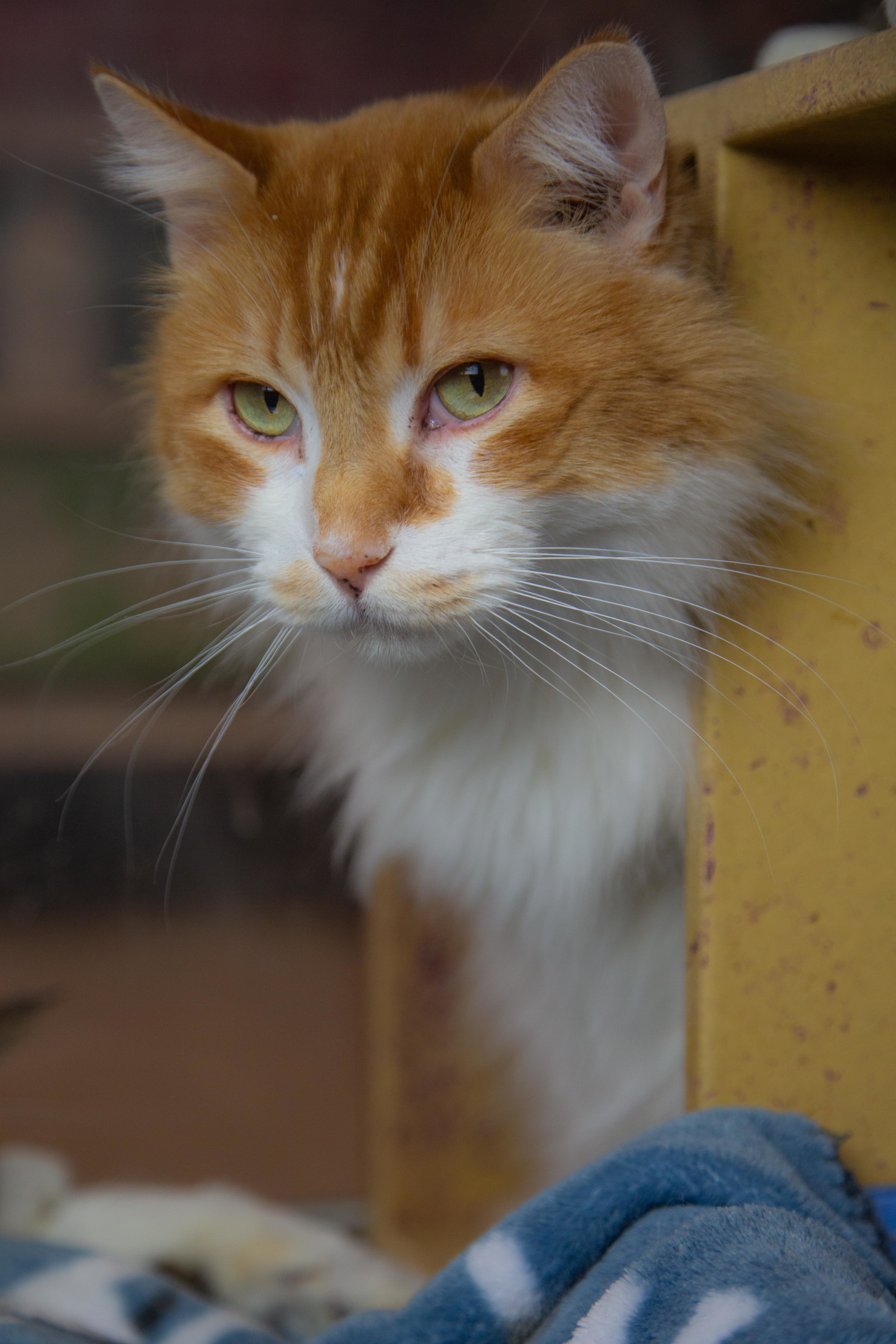 Cutie Cute & Patches (bonded pair), Adoptable, Adult Male Domestic Long Hair.