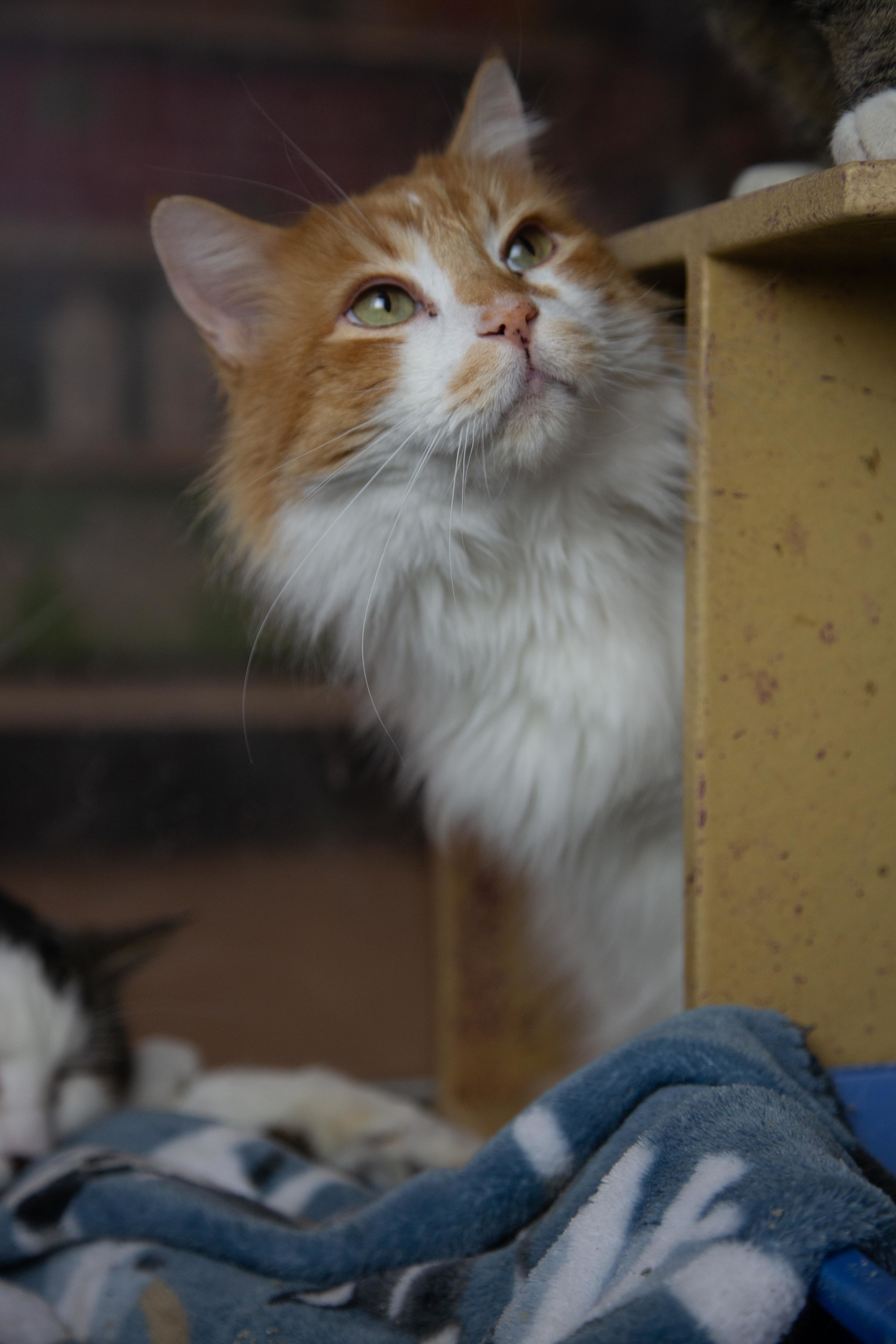 Cutie Cute & Patches (bonded pair), a Adoptable Domestic Long Hair in Millville, UT image 3/4