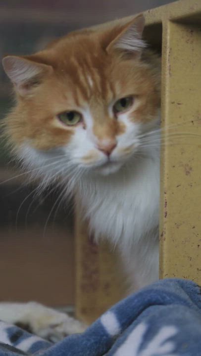Enlarge Cutie Cute & Patches (bonded pair), a Adoptable Domestic Long Hair in Millville, UT video 4/4
