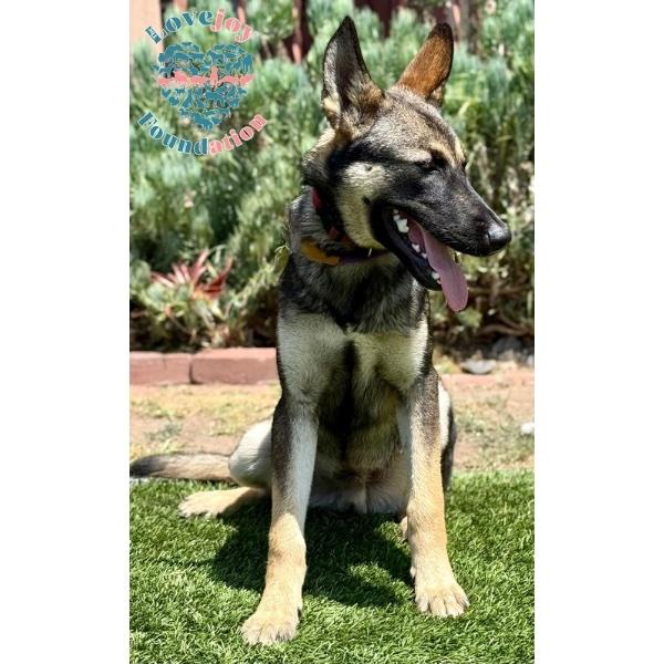 Abandoned Five-Snickers