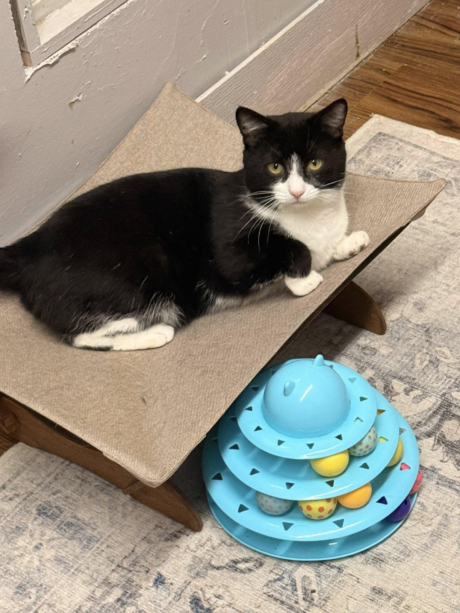 Enlarge Kofi, an adopted Domestic Short Hair in Indianapolis, IN image 2/3