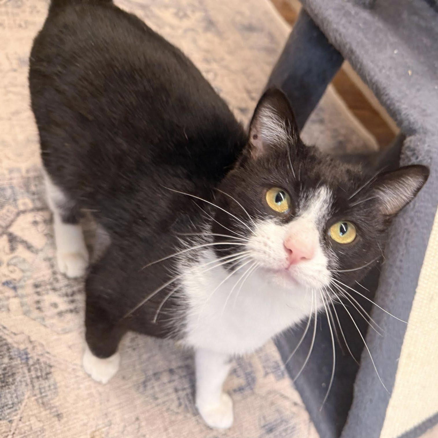 Kofi, adopted, Young Male Domestic Short Hair.