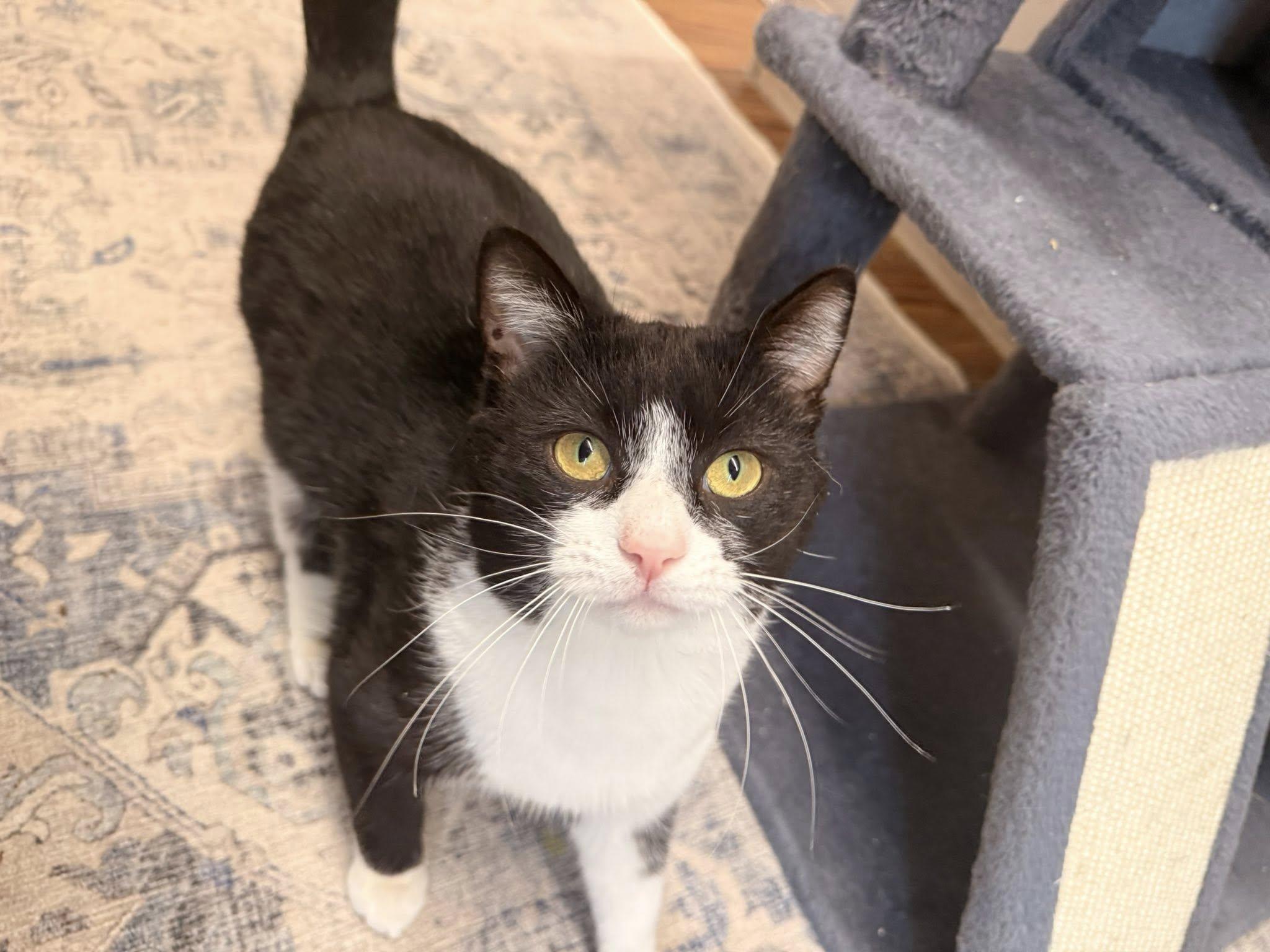 Enlarge Kofi, an adopted Domestic Short Hair in Indianapolis, IN image 3/3
