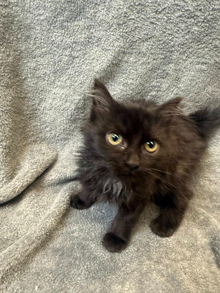 Gabbana, Adoptable, Kitten Female Domestic Long Hair.