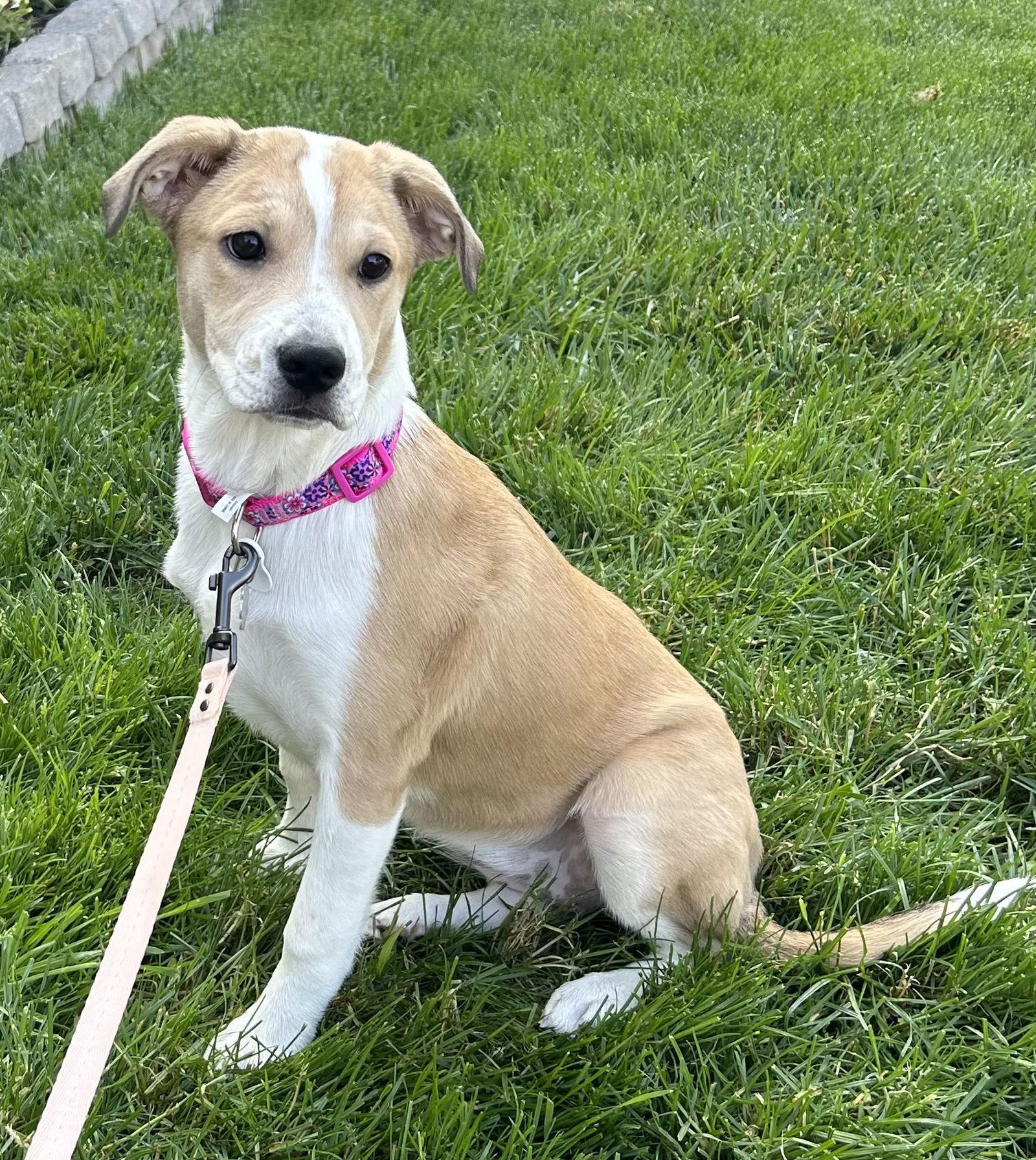 Charlotte, Adopted, Young Female Border Collie & Hound.