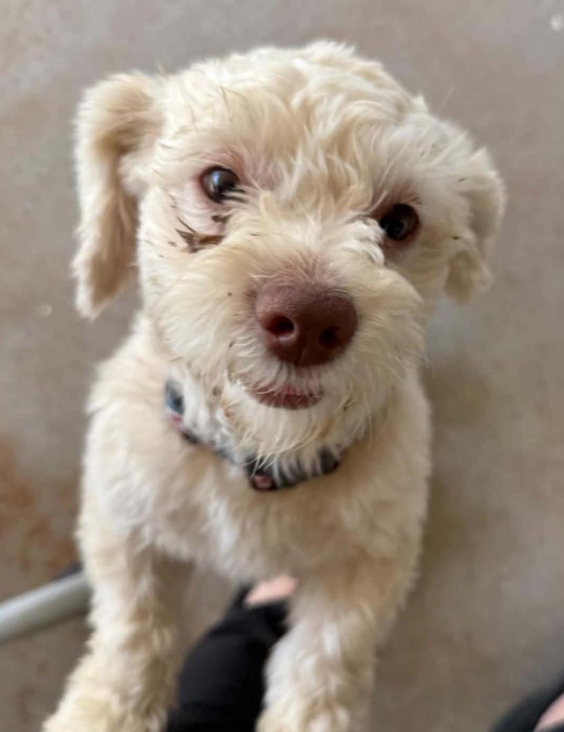 Owen, Adoptable, Adult Male Miniature Poodle & Maltipoo.