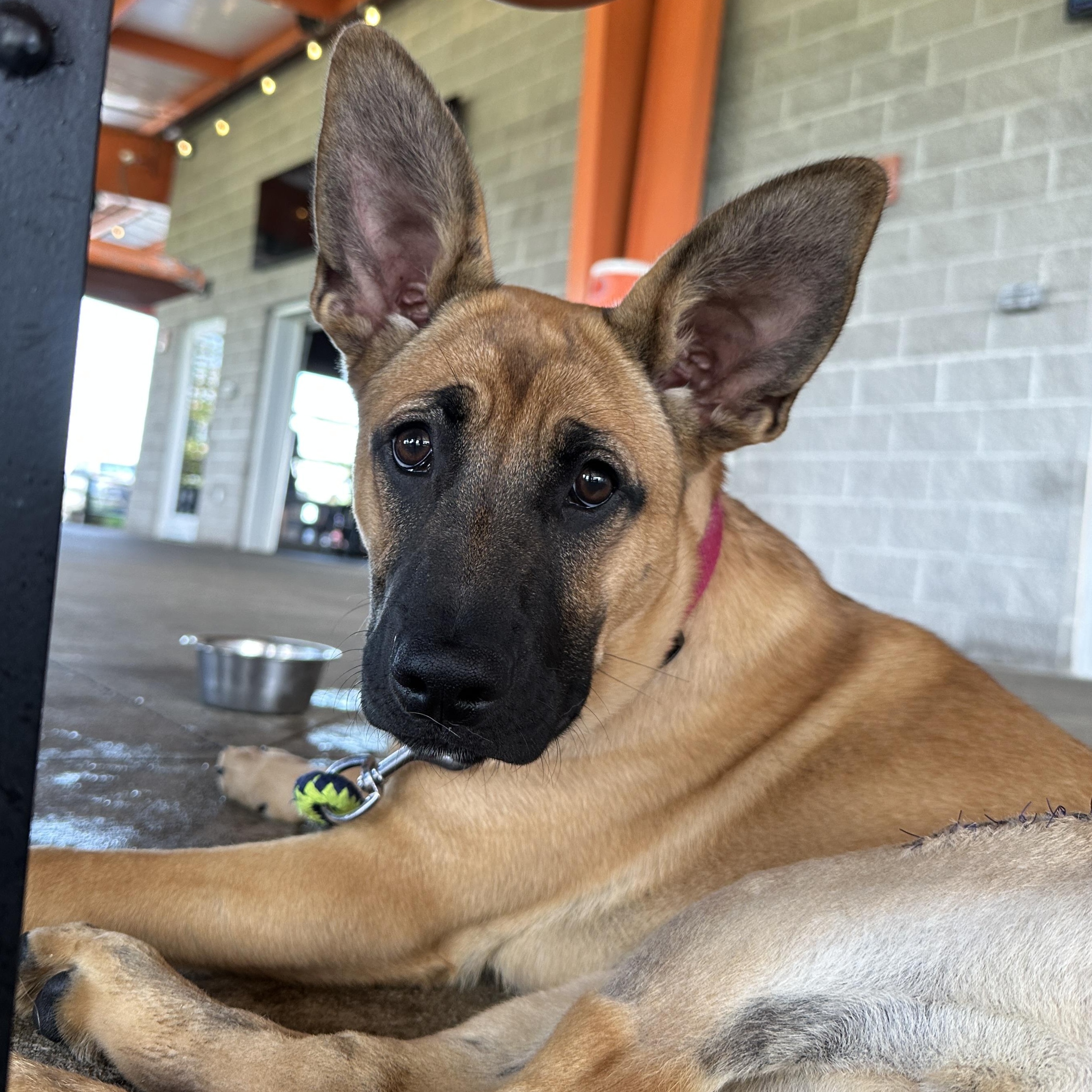 Luna, Adoptable, Young Female Anatolian Shepherd.