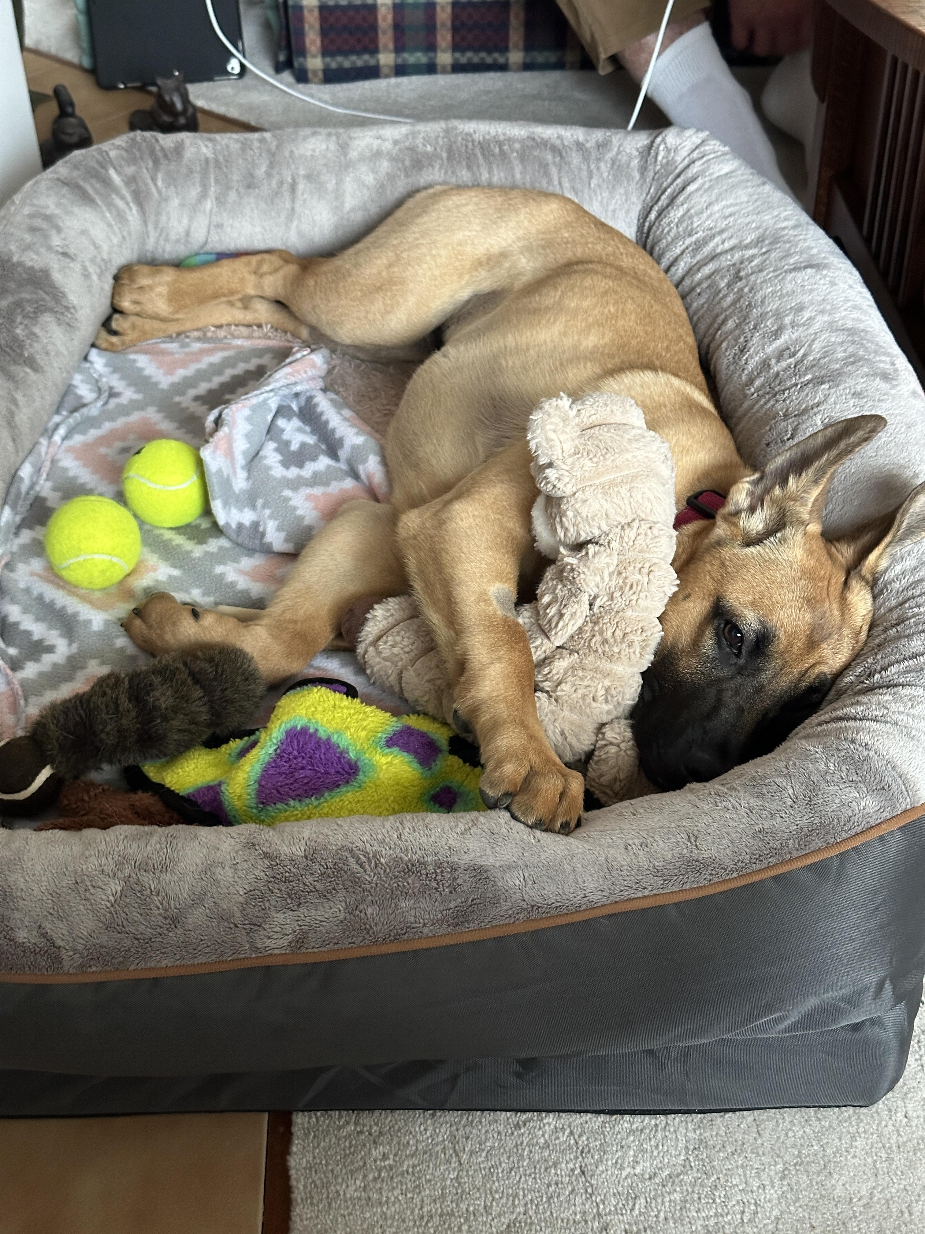 Enlarge Luna, an adopted Anatolian Shepherd in Lexington, KY image 5/5