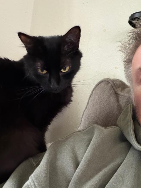 Enlarge Glory, a ADOPTABLE Domestic Short Hair in Eugene, OR image 4/4