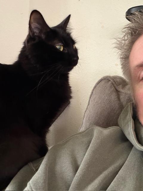 Enlarge Glory, a ADOPTABLE Domestic Short Hair in Eugene, OR image 2/4