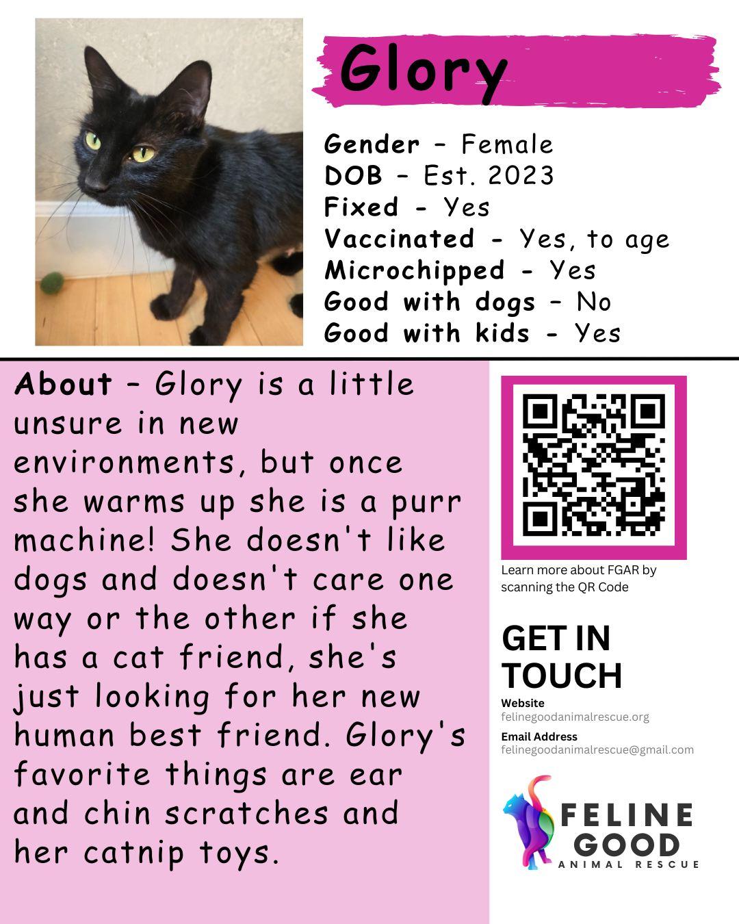 Enlarge Glory, a ADOPTABLE Domestic Short Hair in Eugene, OR image 1/4