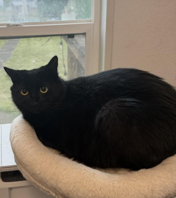 Glory, a ADOPTABLE Domestic Short Hair in Eugene, OR image 1/5