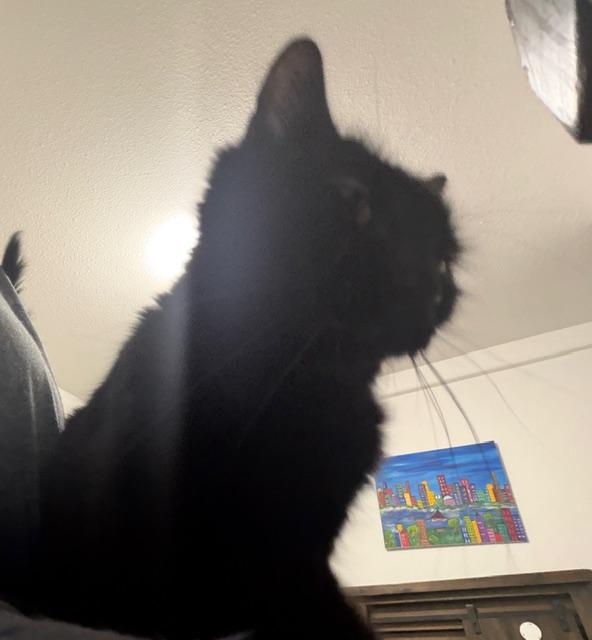 Enlarge Glory, a ADOPTABLE Domestic Short Hair in Eugene, OR image 3/4