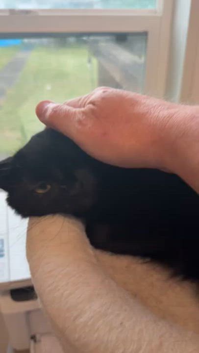 Enlarge Glory, a ADOPTABLE Domestic Short Hair in Eugene, OR video 4/5