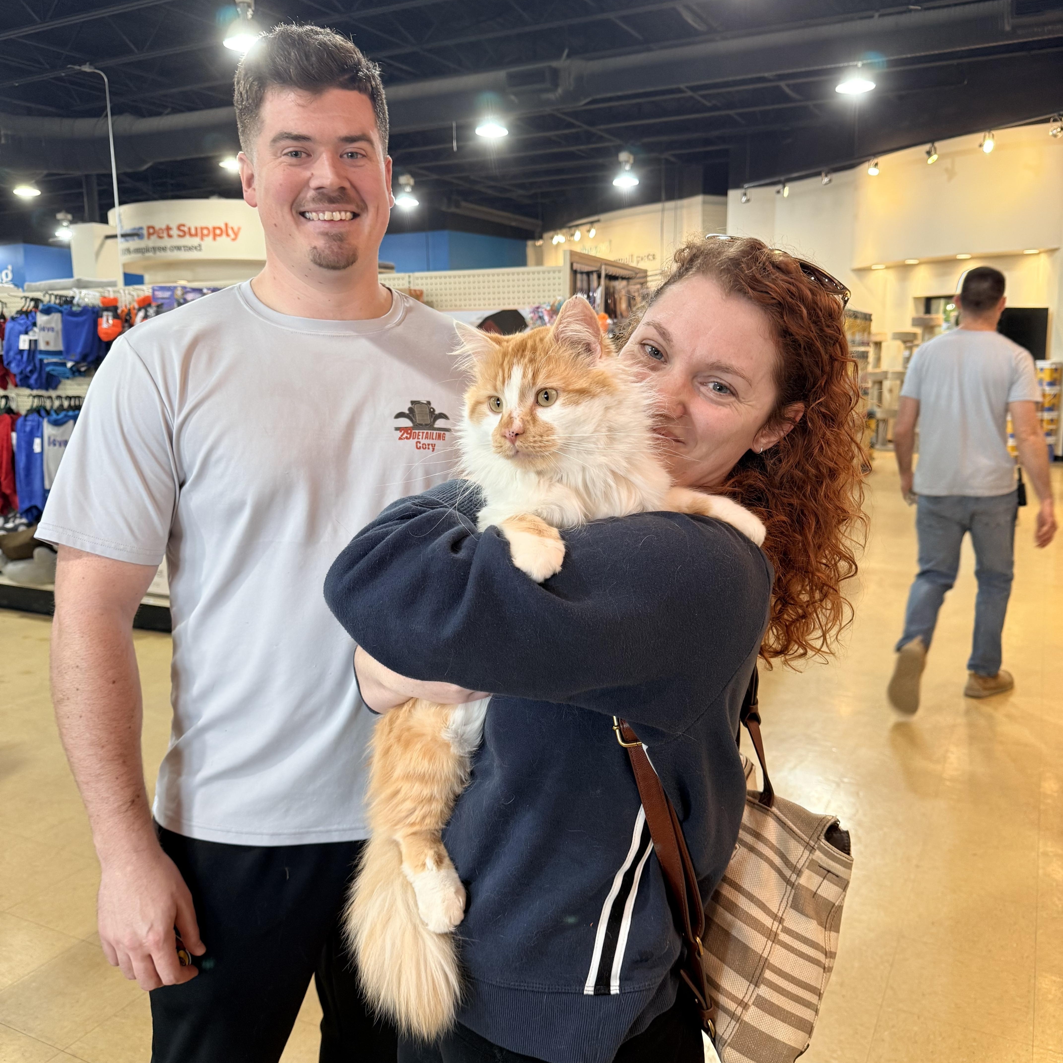 Falcon, an adopted Domestic Long Hair in Louisville, KY image 2/2