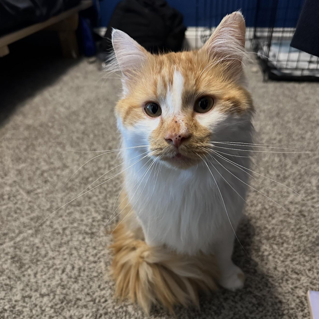 Falcon, an adopted Domestic Long Hair in Louisville, KY image 1/2