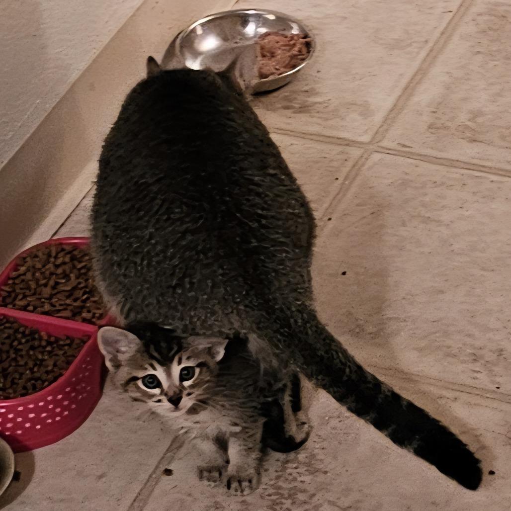 Salma, Adoptable, Adult Female Domestic Short Hair & Domestic Short Hair.