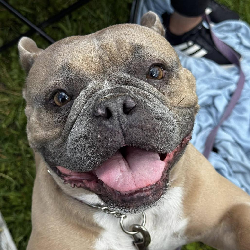 Peaches, Adoptable, Adult Female English Bulldog.