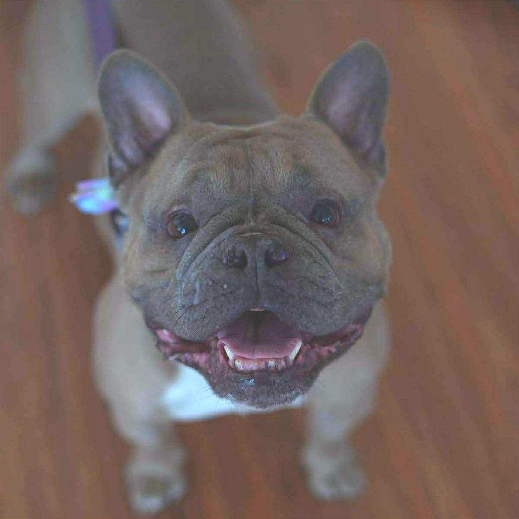 Enlarge Peaches, a Adoptable English Bulldog in Huber Heights, OH image 2/5