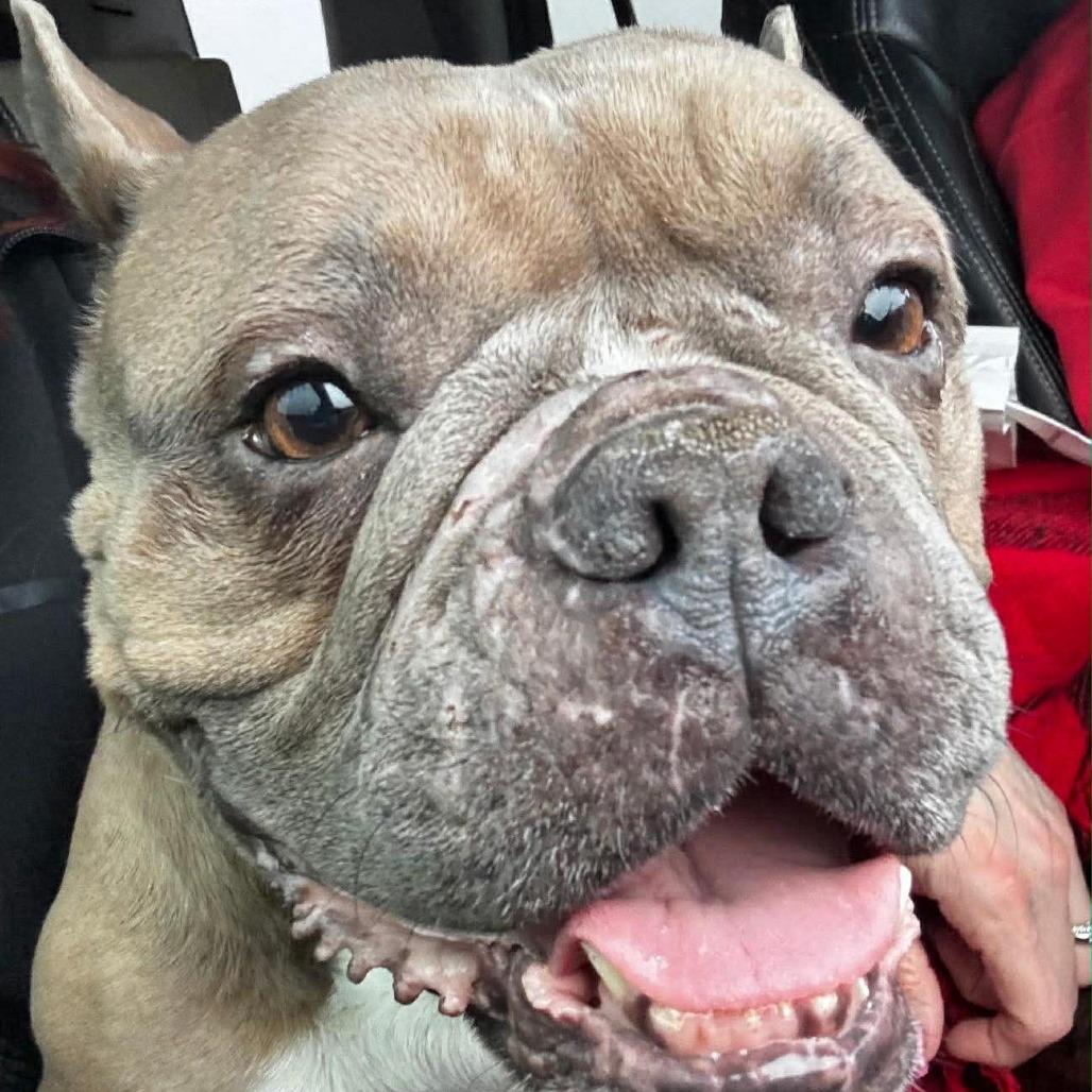 Enlarge Peaches, a Adoptable English Bulldog in Huber Heights, OH image 3/5