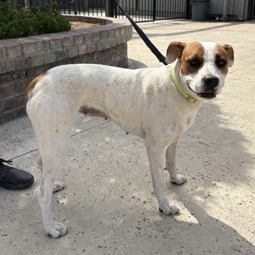 Enlarge Maple, a Adoptable mixed breed in Lathrop, CA image 1/2