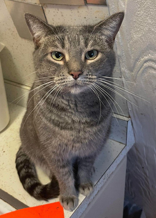 Enlarge Hazal, a Adoptable mixed breed in Palo Cedro, CA image 1/1