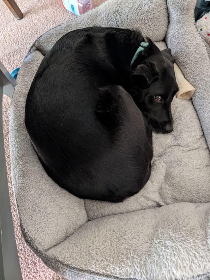 Enlarge Coconut, an adopted mixed breed in Pocatello, ID image 1/6
