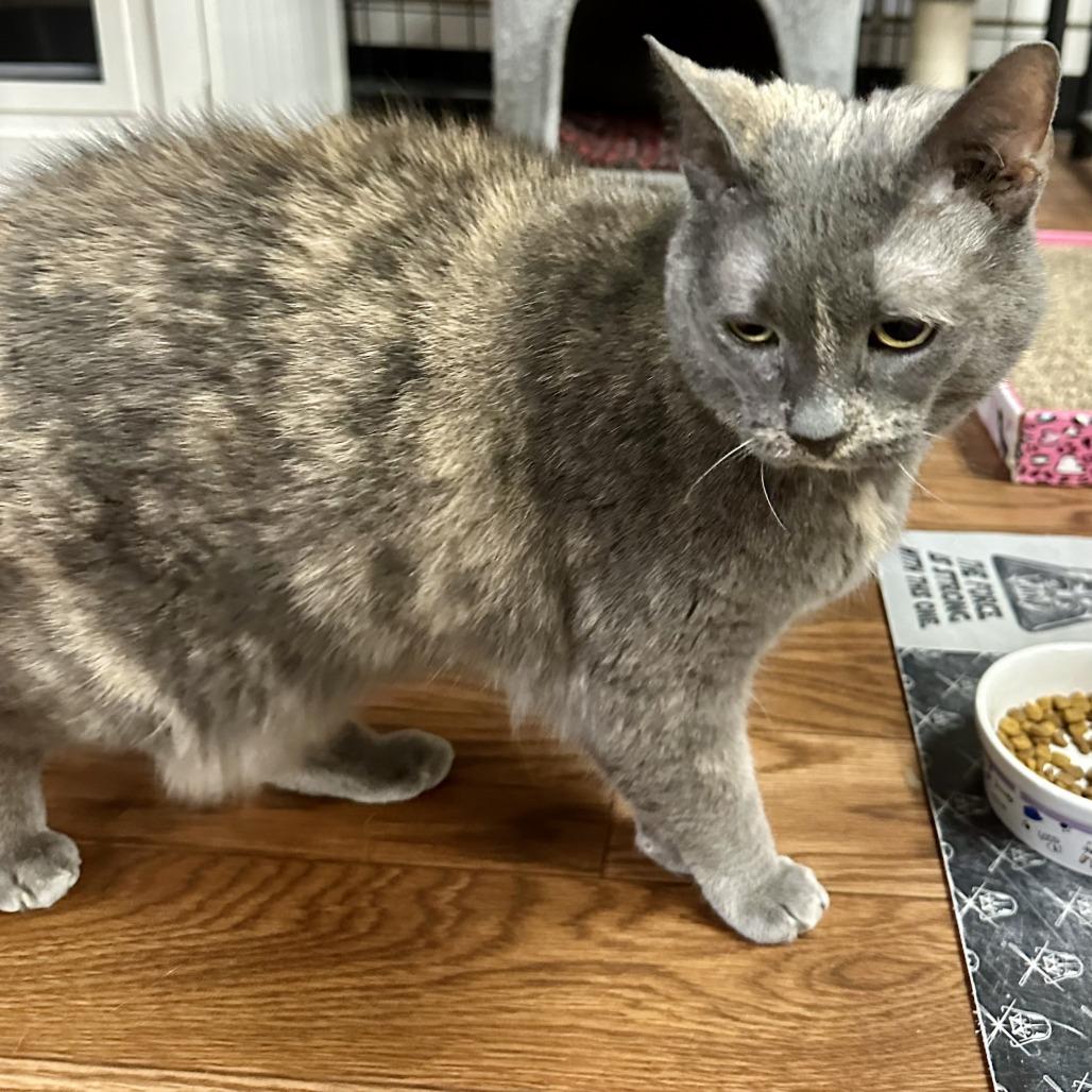 Enlarge Blossom, a Adoptable Domestic Short Hair in Saratoga Springs, NY image 1/2