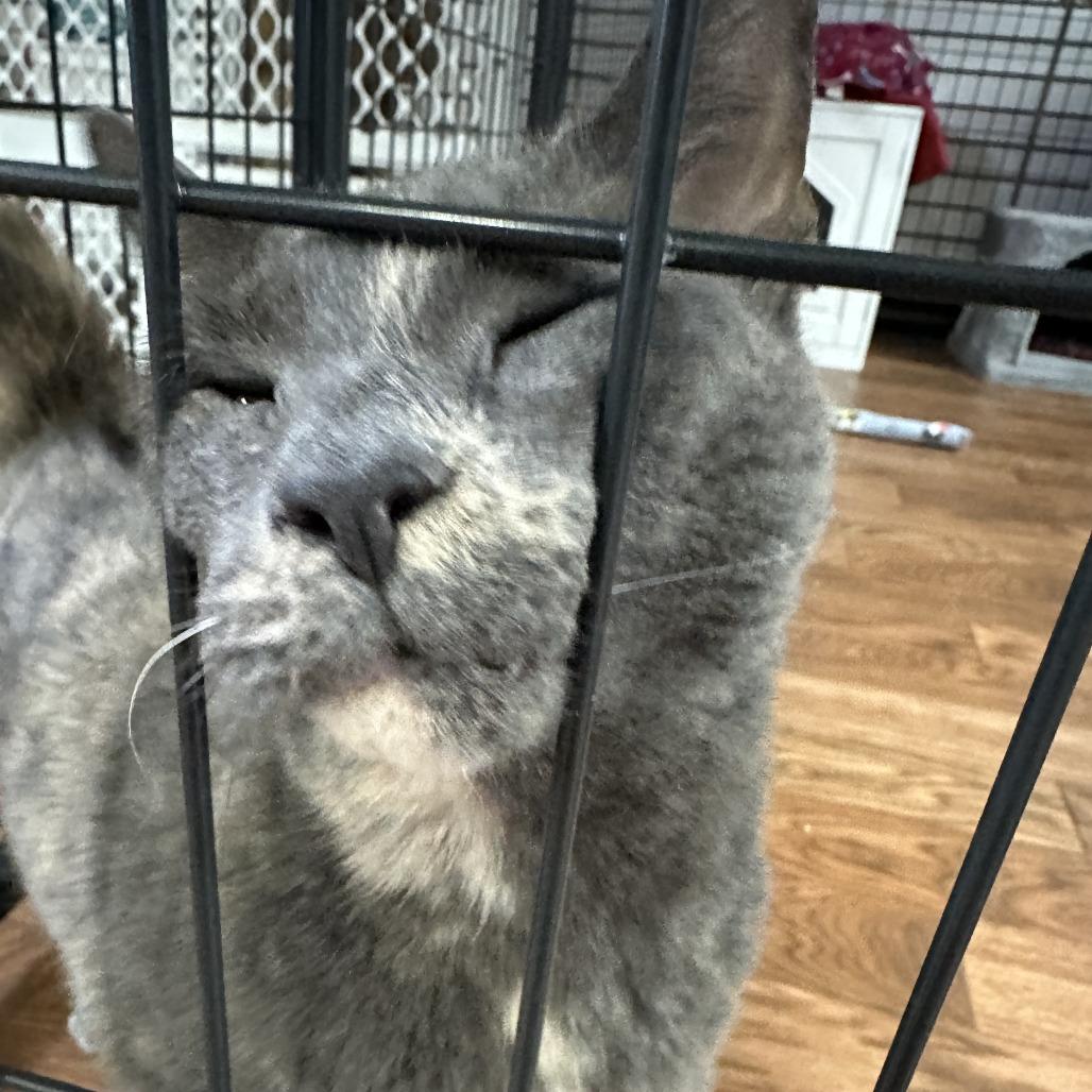 Enlarge Blossom, a Adoptable Domestic Short Hair in Saratoga Springs, NY image 2/2