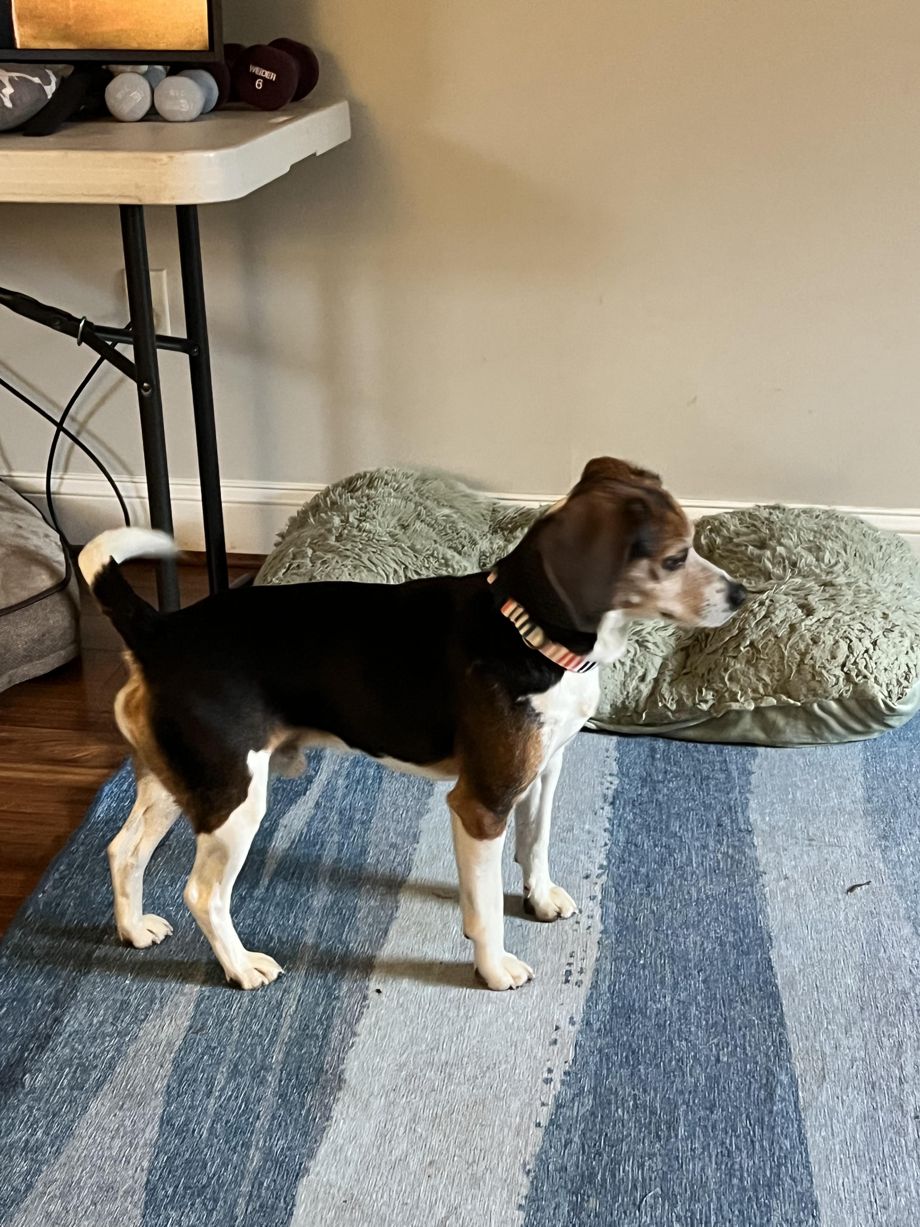 Enlarge BEAGS, a ADOPTABLE Beagle in Media, PA image 4/4