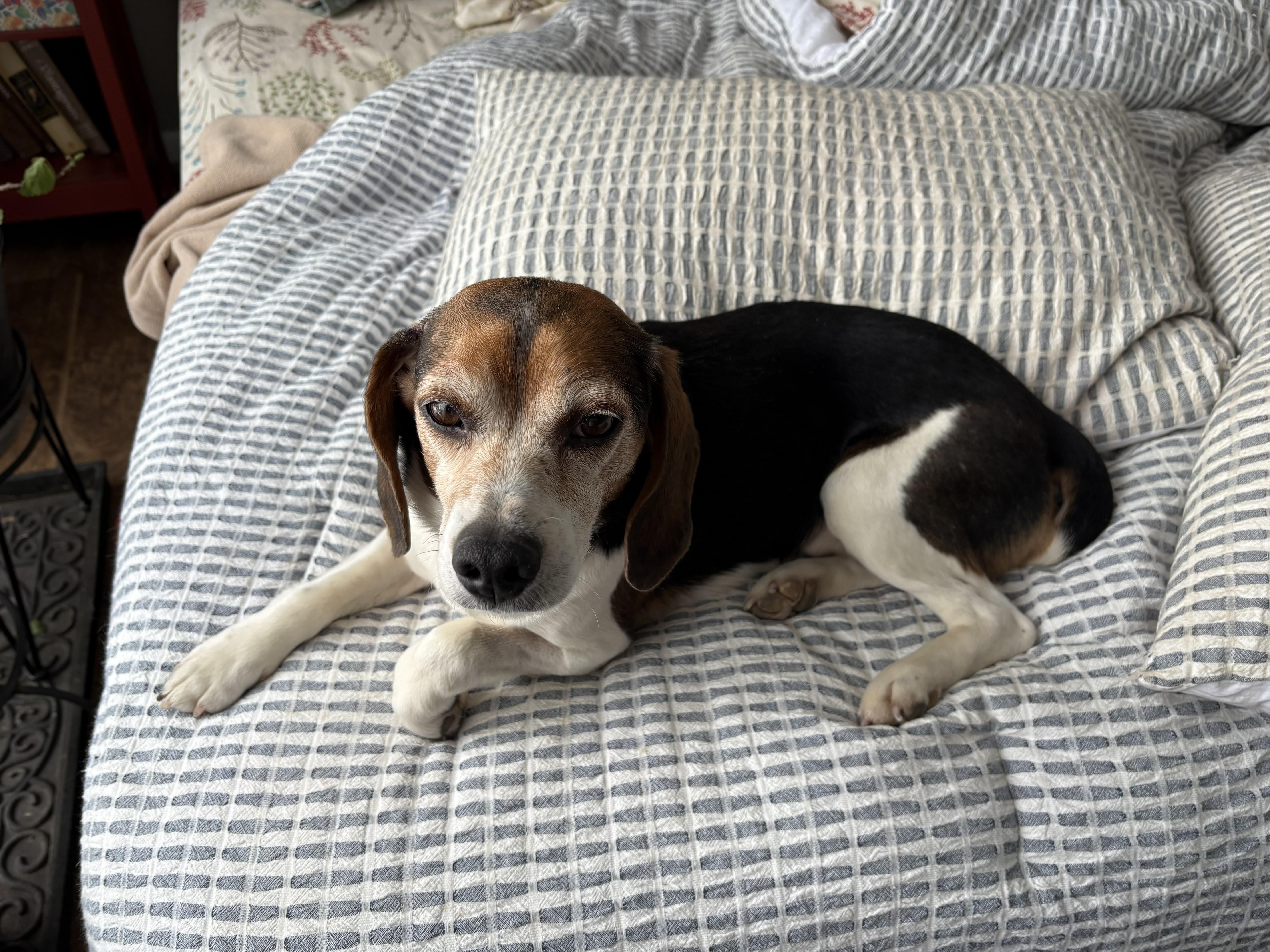 Enlarge BEAGS, a ADOPTABLE Beagle in Media, PA image 3/4
