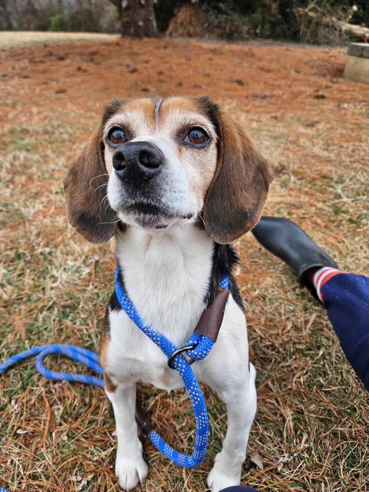 BEAGS, ADOPTABLE, Adult Male Beagle.