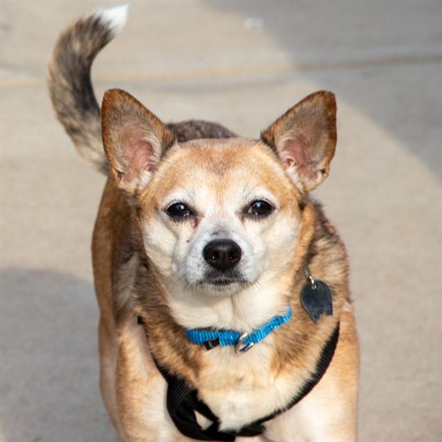 GIZMO, Adoptable, Adult Female Chihuahua & Beagle.