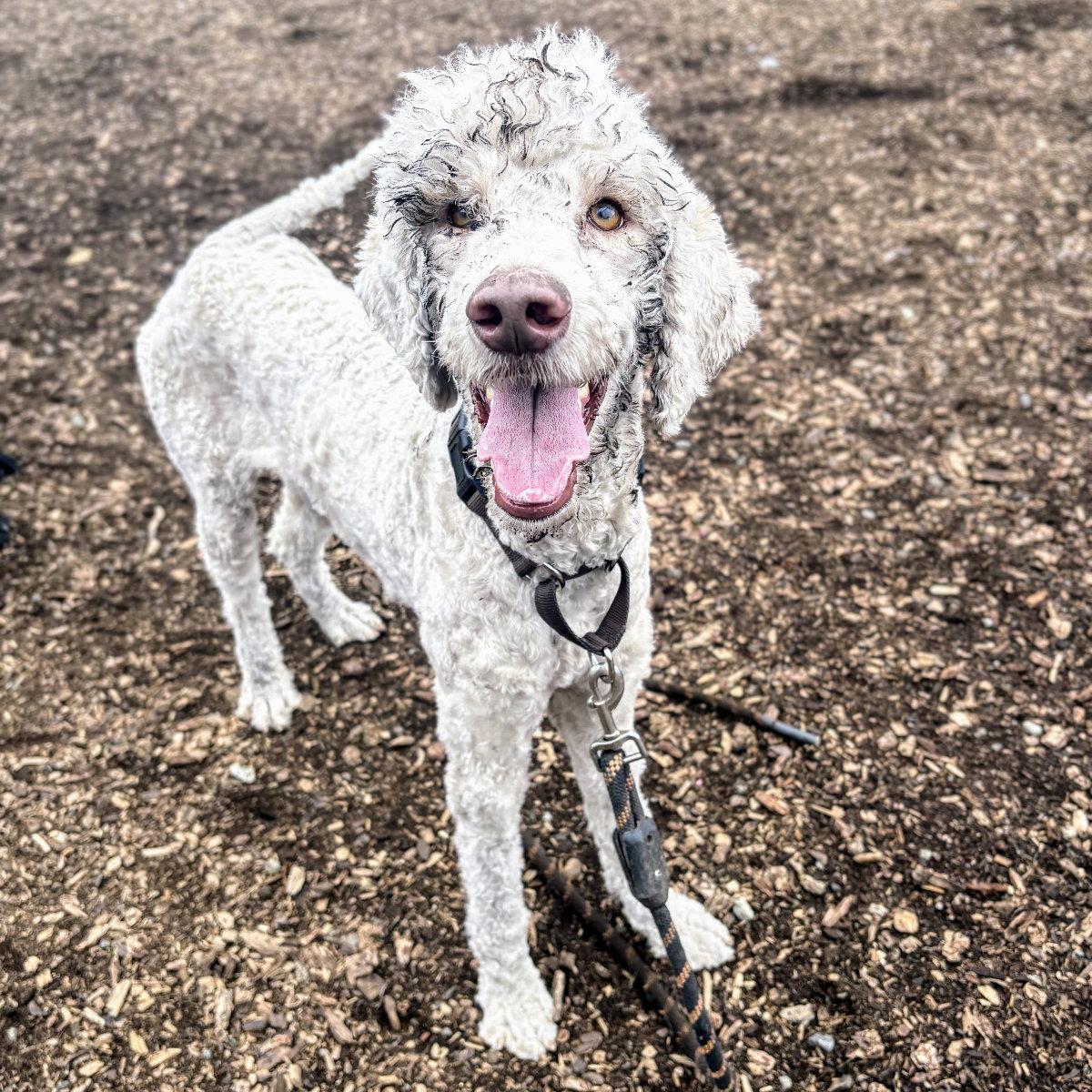 Fifi, Adopted, Young Female Standard Poodle.