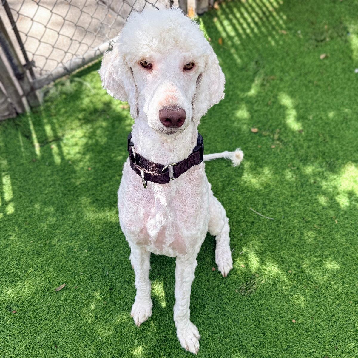 Fifi, a Adopted Standard Poodle in Oakland, CA image 2/3